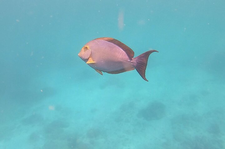 Pacheco Tours - Snorkeling Tour in Caño Island from Drake Bay