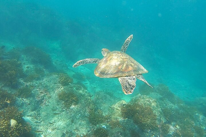 Pacheco Tours - Snorkeling Tour in Caño Island from Drake Bay