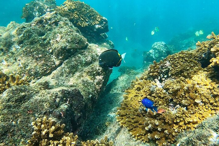 Pacheco Tours - Snorkeling Tour in Caño Island from Drake Bay