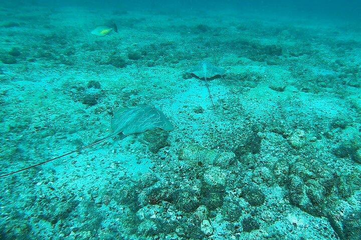 Pacheco Tours - Snorkeling Tour in Caño Island from Drake Bay