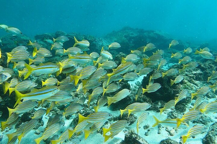 Pacheco Tours - Snorkeling Tour in Caño Island from Drake Bay