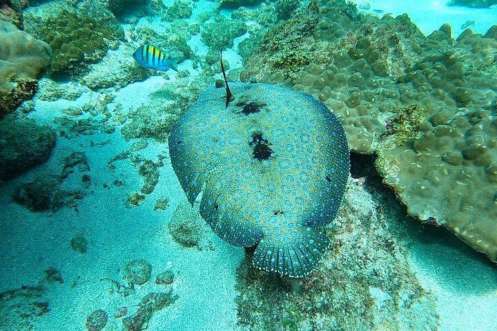 Pacheco Tours - Snorkeling Tour in Caño Island from Drake Bay