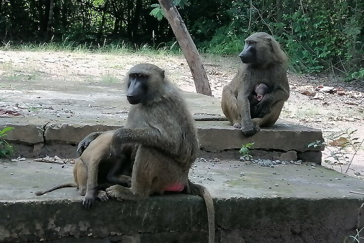 Full Day Accra Safari & private Boat Cruise Tour