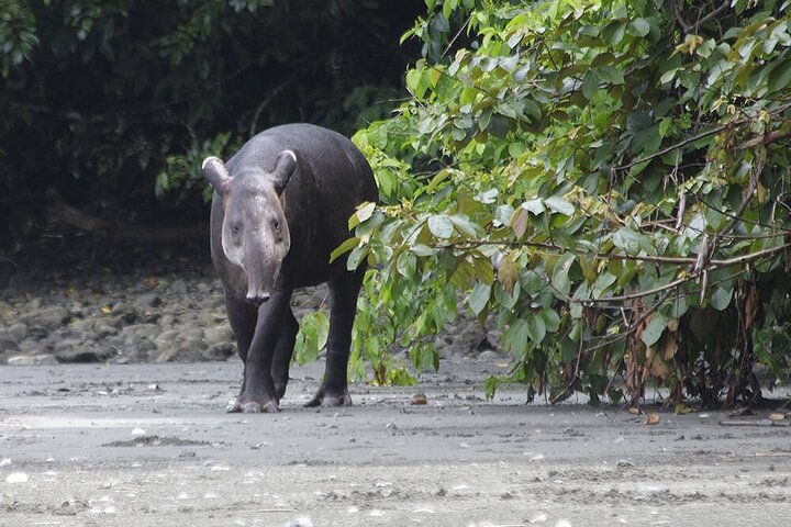 Pacheco Tours - 2 Days 1 Night in Corcovado Sirena From Drake Bay