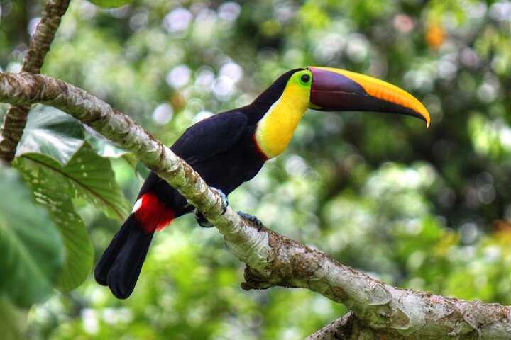 Pacheco Tours - 2 Days 1 Night in Corcovado Sirena From Drake Bay