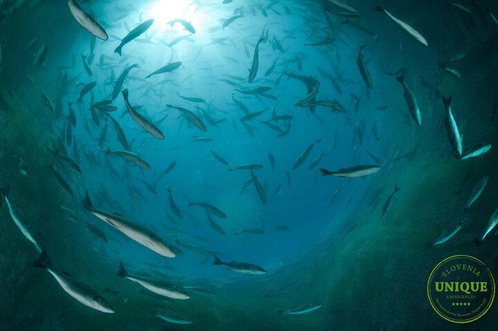 An Unforgettable Day With Fish, Wine and Olive Oil Tasting