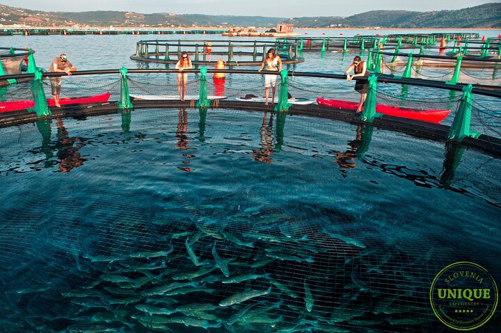 An Unforgettable Day With Fish, Wine and Olive Oil Tasting
