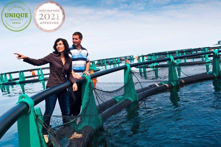 An Unforgettable Day With Fish, Wine and Olive Oil Tasting