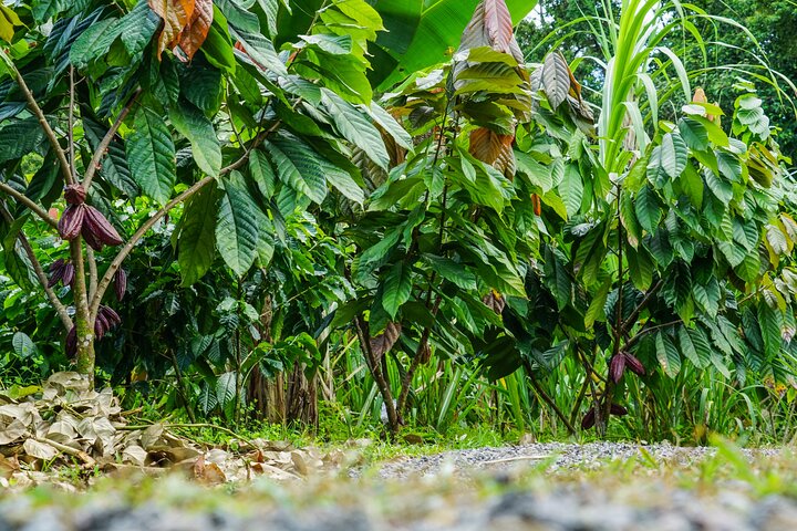 North Fields Cafe: Craft Specialty Coffee and Chocolate Tour