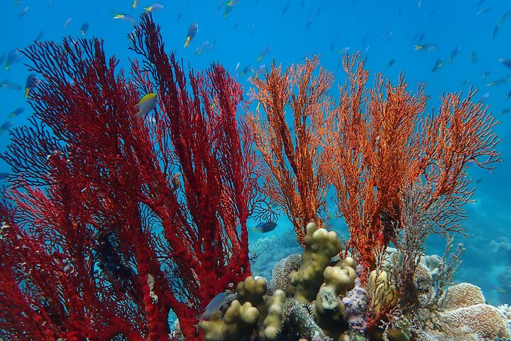 Ocean Freedom: Great Barrier Reef Stylish Snorkel, Dive Reef Tour