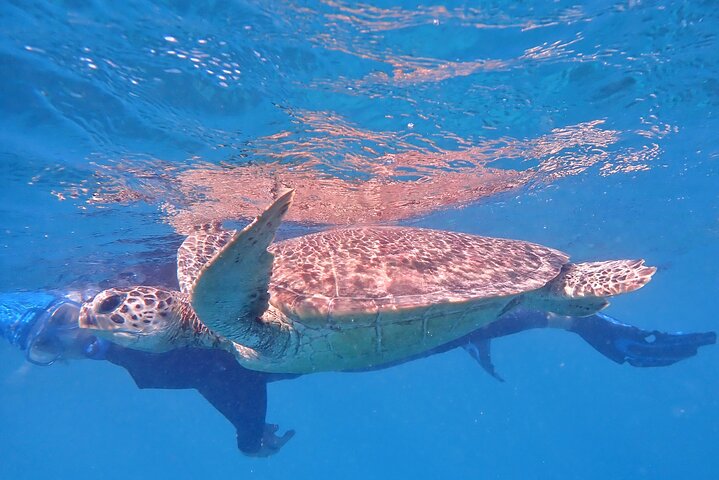 Ocean Freedom: Great Barrier Reef Stylish Snorkel, Dive Reef Tour