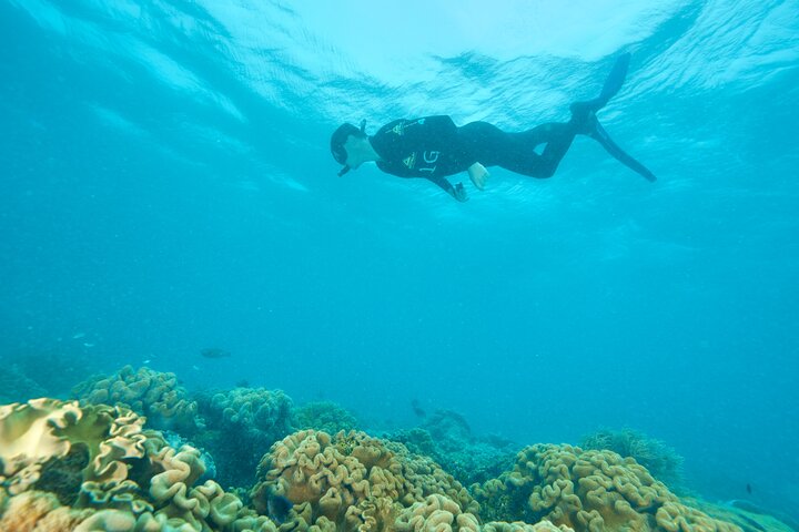 Ocean Freedom: Great Barrier Reef Stylish Snorkel, Dive Reef Tour