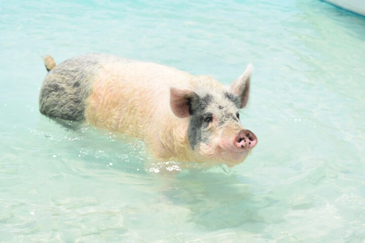 Swimming with Pigs in Nassau, Transportation Included