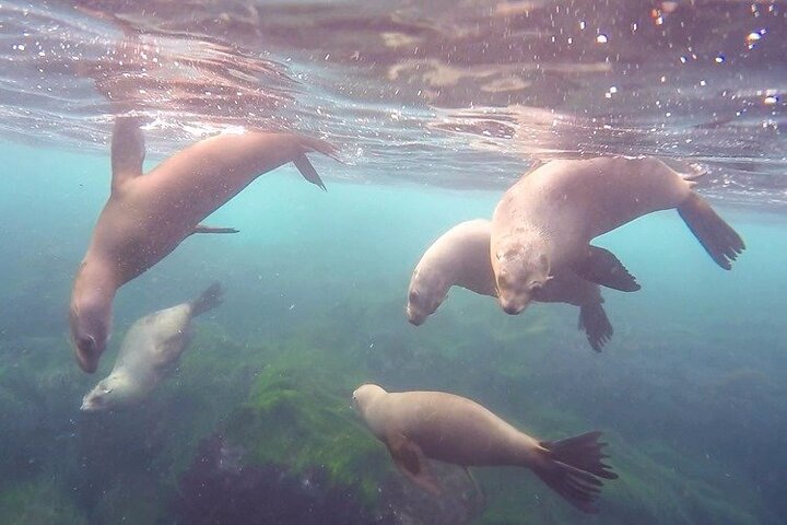 All Day Snorkel Package with Wetsuit Rental