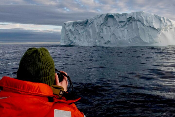 St. John's Whale Watching, Seabird & Iceberg Tours