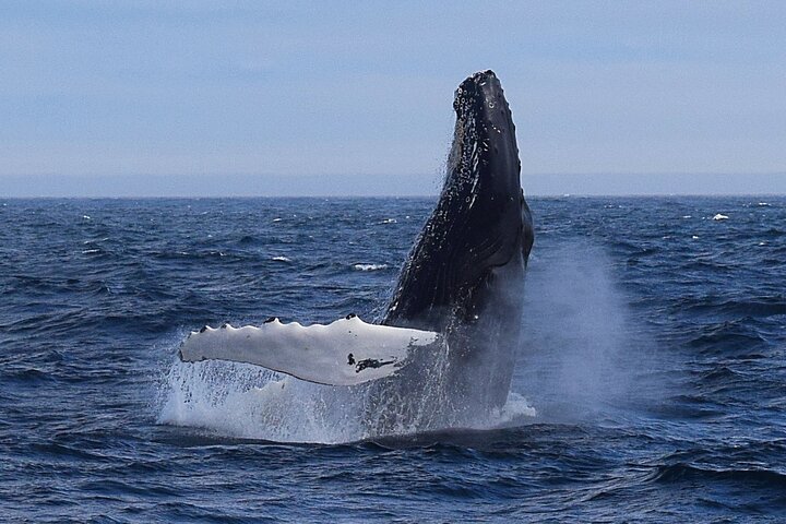 St. John's Whale Watching, Seabird & Iceberg Tours