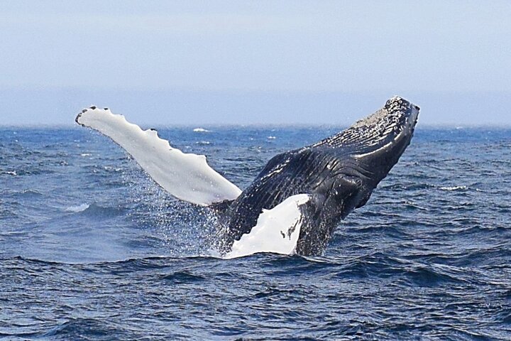 St. John's Whale Watching, Seabird & Iceberg Tours