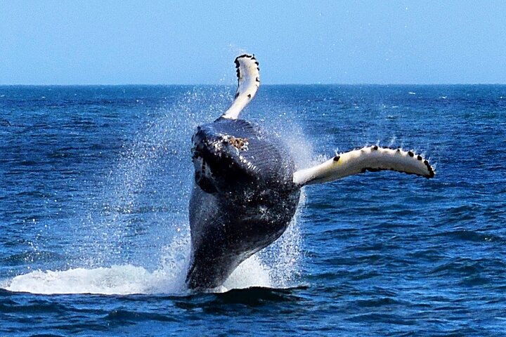 St. John's Whale Watching, Seabird & Iceberg Tours