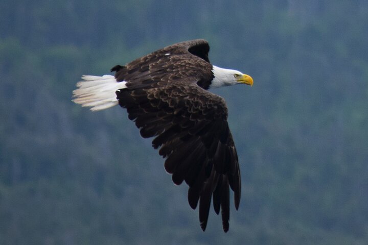 St. John's Whale Watching, Seabird & Iceberg Tours