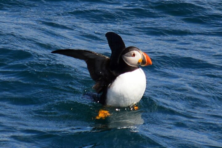 St. John's Whale Watching, Seabird & Iceberg Tours