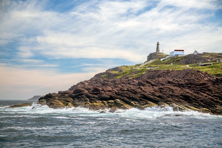 St. John's Whale Watching, Seabird & Iceberg Tours