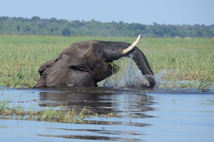 Chobe Full Day Trip from Kasane, Botswana