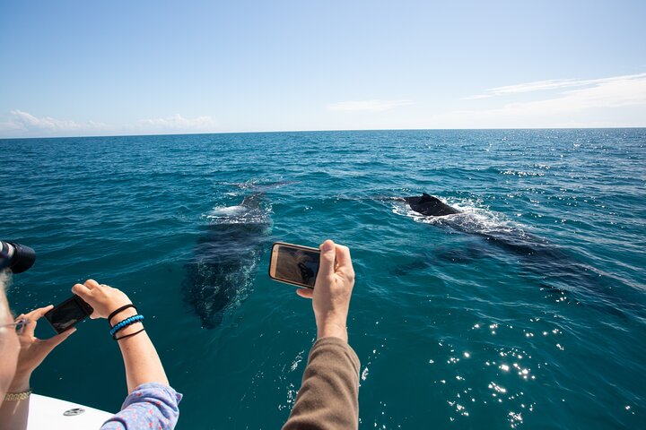Hervey Bay Ultimate Whale Watching Cruise