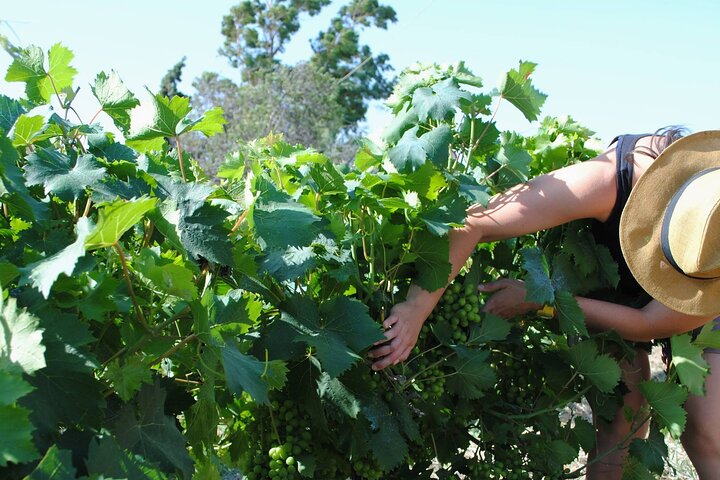 Lemnos wine tour - private tour