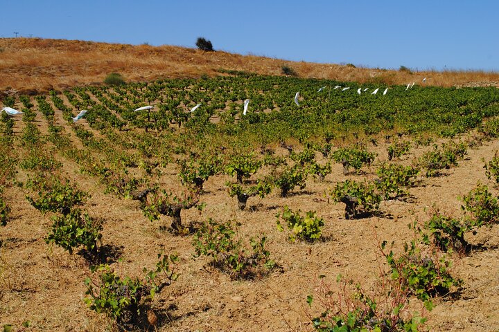 Lemnos wine tour - private tour