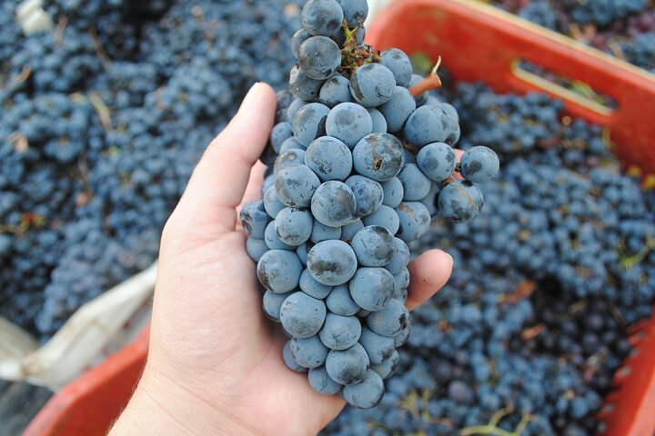 Lemnos wine tour - private tour