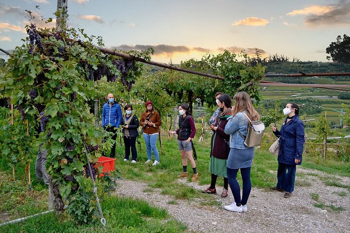6 Wine Tasting in Valpolicella Classica: the cradle of Amarone