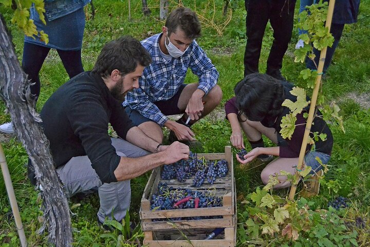 6 Wine Tasting in Valpolicella Classica: the cradle of Amarone