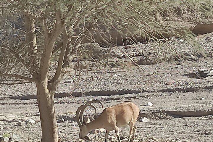 Jeep tour adventure Eilat mountains