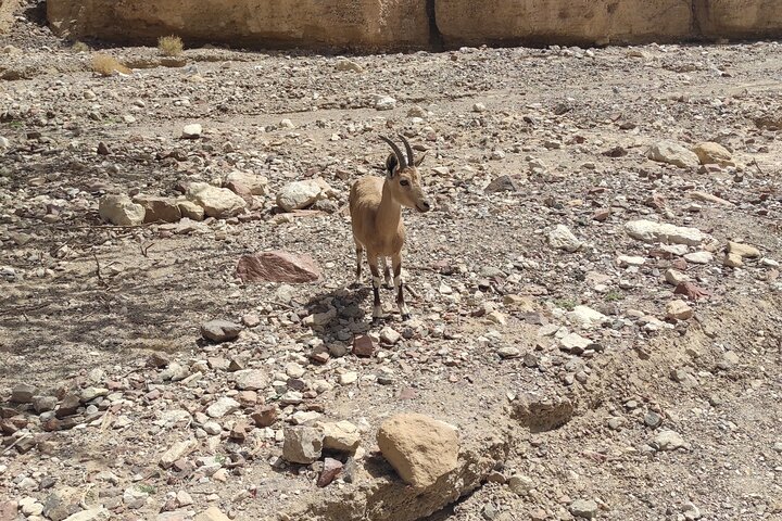 Jeep tour adventure Eilat mountains