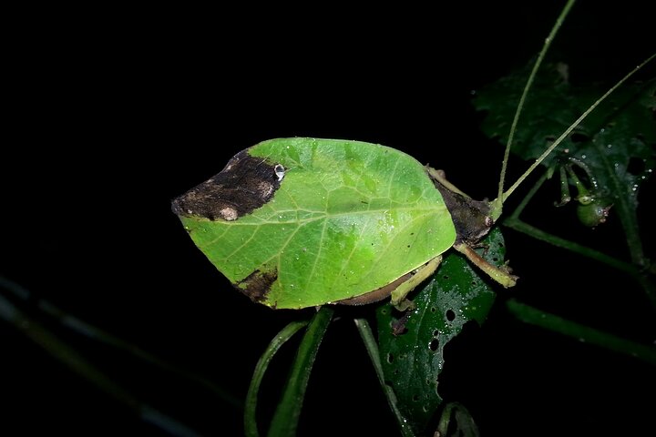 Small Group Night Walking Tour in Monteverde
