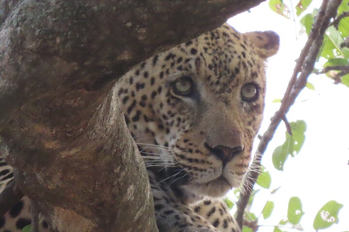 Kruger National Park - Private full day Safari trip.