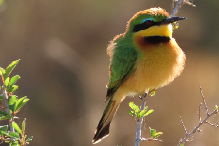 Kruger National Park - Private full day Safari trip.