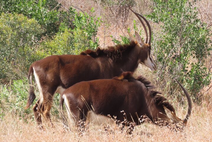 Kruger National Park - Private full day Safari trip.
