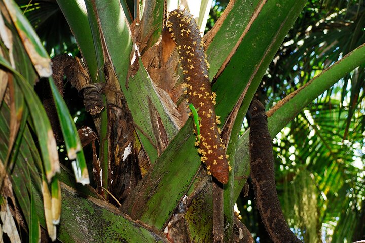 Vallee de Mai Tour (From Praslin)