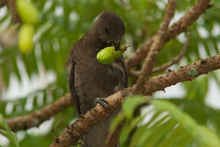 Vallee de Mai Tour (From Praslin)