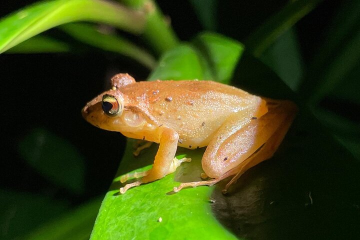 Monteverde Cloud Forest Night Wildlife Experience