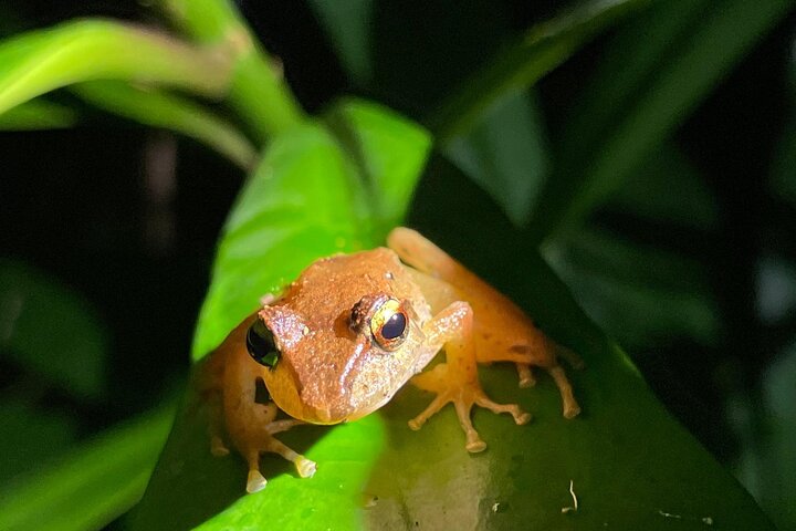 Monteverde Cloud Forest Night Wildlife Experience