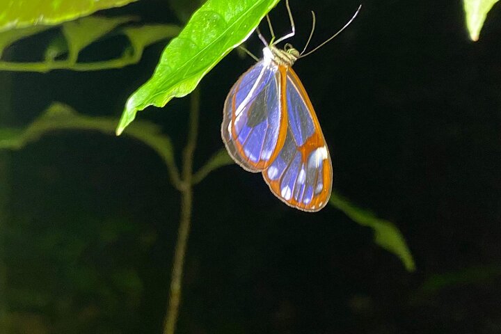 Monteverde Cloud Forest Night Wildlife Experience
