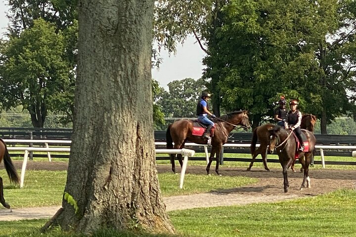 Unique Horse Farm Tours with Insider Access to Private Farms