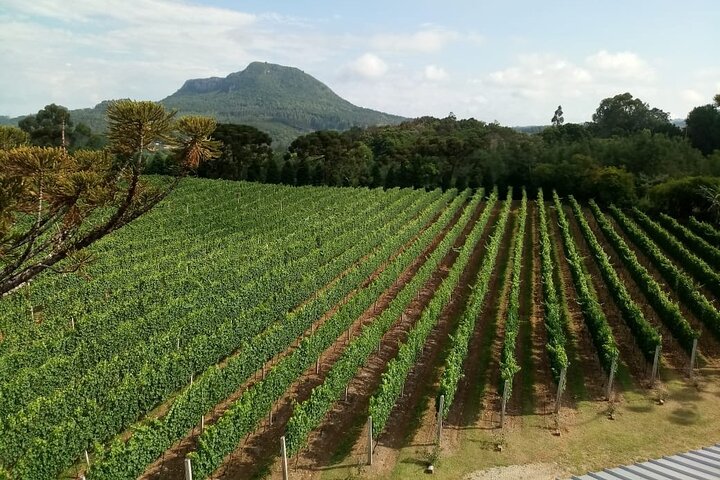 Guided Tour with Wine Tasting at Casa Seganfredo - Gramado