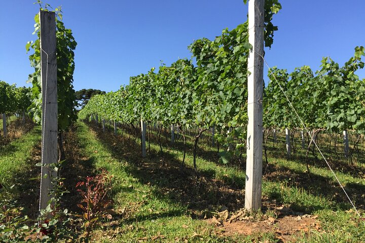 Guided Tour with Wine Tasting at Casa Seganfredo - Gramado