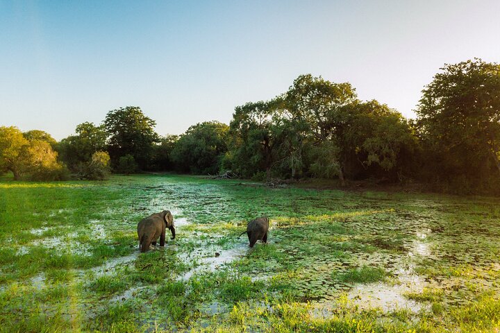 Yala National Park Wildlife Safari/ Game Drive - by Ajith Safari