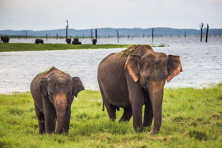 Yala National Park Wildlife Safari/ Game Drive - by Ajith Safari