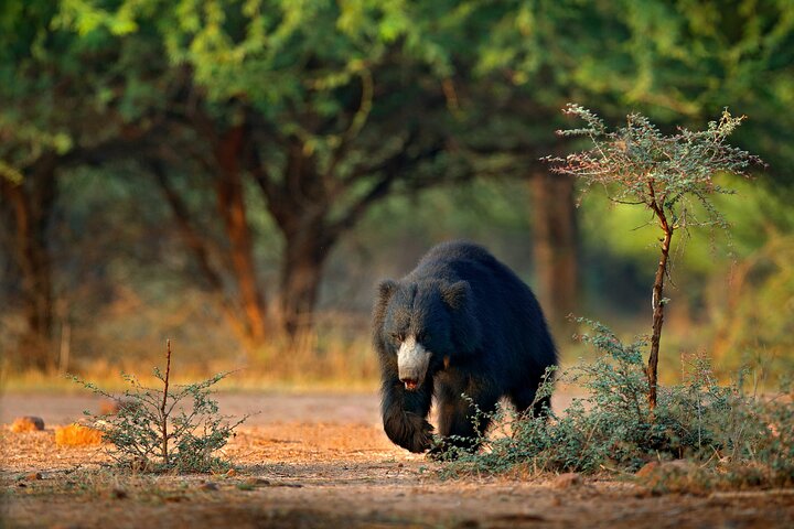 Yala National Park Wildlife Safari/ Game Drive - by Ajith Safari