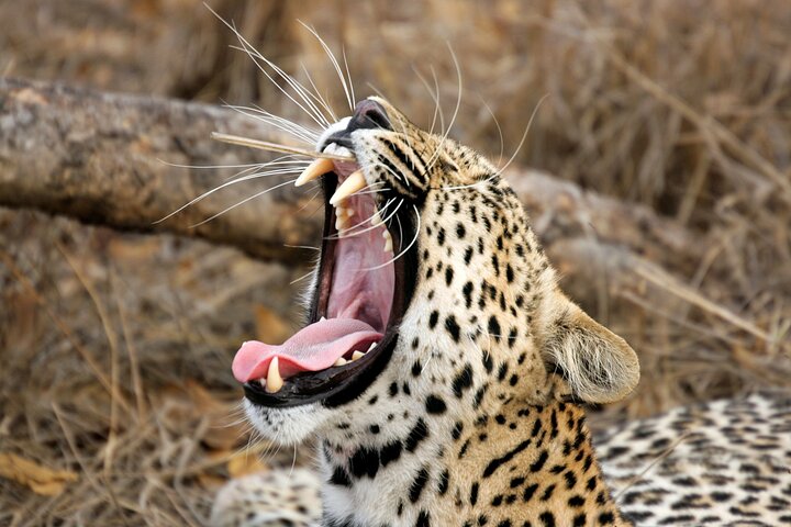 Yala National Park Wildlife Safari/ Game Drive - by Ajith Safari